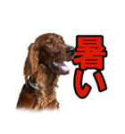 アイリッシュセッター犬 SHIGE（個別スタンプ：6）