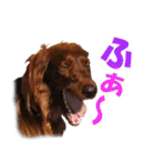 アイリッシュセッター犬 SHIGE（個別スタンプ：7）