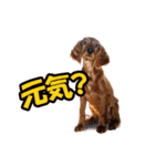 アイリッシュセッター犬 SHIGE（個別スタンプ：8）