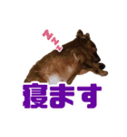 アイリッシュセッター犬 SHIGE（個別スタンプ：9）