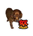 アイリッシュセッター犬 SHIGE（個別スタンプ：11）
