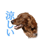アイリッシュセッター犬 SHIGE（個別スタンプ：12）