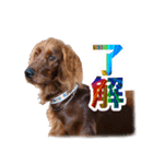 アイリッシュセッター犬 SHIGE（個別スタンプ：13）