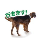 アイリッシュセッター犬 SHIGE（個別スタンプ：14）