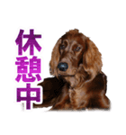 アイリッシュセッター犬 SHIGE（個別スタンプ：15）