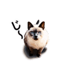 アイリッシュセッター犬 SHIGE（個別スタンプ：16）