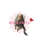 コモンマーモセットとヨザルのお猿スタンプ（個別スタンプ：4）