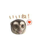 コモンマーモセットとヨザルのお猿スタンプ（個別スタンプ：9）