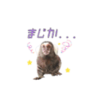 コモンマーモセットとヨザルのお猿スタンプ（個別スタンプ：16）