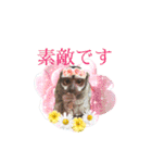 コモンマーモセットとヨザルのお猿スタンプ（個別スタンプ：17）