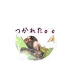 コモンマーモセットとヨザルのお猿スタンプ（個別スタンプ：27）