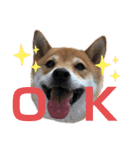 柴犬りくそら☆日常編（個別スタンプ：1）