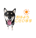 柴犬りくそら☆日常編（個別スタンプ：3）