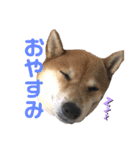 柴犬りくそら☆日常編（個別スタンプ：4）