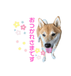 柴犬りくそら☆日常編（個別スタンプ：5）