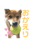 柴犬りくそら☆日常編（個別スタンプ：6）