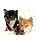 柴犬りくそら☆日常編（個別スタンプ：7）