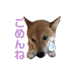 柴犬りくそら☆日常編（個別スタンプ：8）