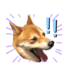 柴犬りくそら☆日常編（個別スタンプ：9）