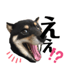 柴犬りくそら☆日常編（個別スタンプ：10）