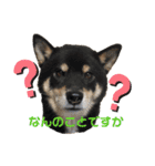 柴犬りくそら☆日常編（個別スタンプ：11）