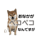 柴犬りくそら☆日常編（個別スタンプ：12）