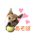 柴犬りくそら☆日常編（個別スタンプ：13）