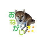 柴犬りくそら☆日常編（個別スタンプ：14）