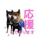 柴犬りくそら☆日常編（個別スタンプ：15）