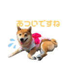 柴犬りくそら☆日常編（個別スタンプ：16）