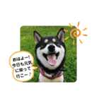 Momotamp 2（個別スタンプ：3）