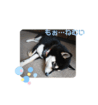 Momotamp 2（個別スタンプ：5）