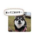 Momotamp 2（個別スタンプ：16）