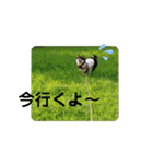 Momotamp 2（個別スタンプ：20）