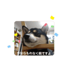 Momotamp 2（個別スタンプ：21）