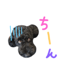 黒プーの豆太くん10（個別スタンプ：6）