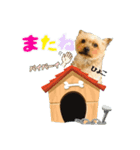 我が家のぶろちん❤️（個別スタンプ：1）