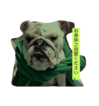 ブルドック 、キキのくらし。（個別スタンプ：4）
