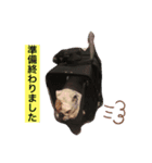 ブルドック 、キキのくらし。（個別スタンプ：8）