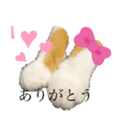 猫のつぶやき(☆∀☆)（個別スタンプ：1）