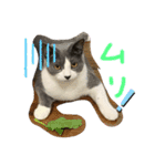 猫のつぶやき(☆∀☆)（個別スタンプ：2）