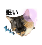 猫のつぶやき(☆∀☆)（個別スタンプ：3）