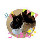 猫のつぶやき(☆∀☆)（個別スタンプ：4）
