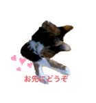 猫のつぶやき(☆∀☆)（個別スタンプ：5）