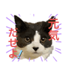 猫のつぶやき(☆∀☆)（個別スタンプ：7）
