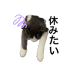猫のつぶやき(☆∀☆)（個別スタンプ：8）