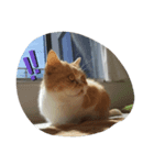 エキゾチック猫の日常（個別スタンプ：2）