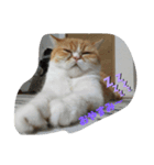 エキゾチック猫の日常（個別スタンプ：5）