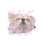 わんだらけ そのさん（個別スタンプ：2）