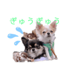わんだらけ そのさん（個別スタンプ：4）